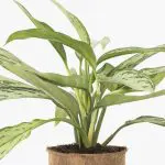 Agl SQ 12 Aglaonema Silver Queen Chinese Evergreen foli8