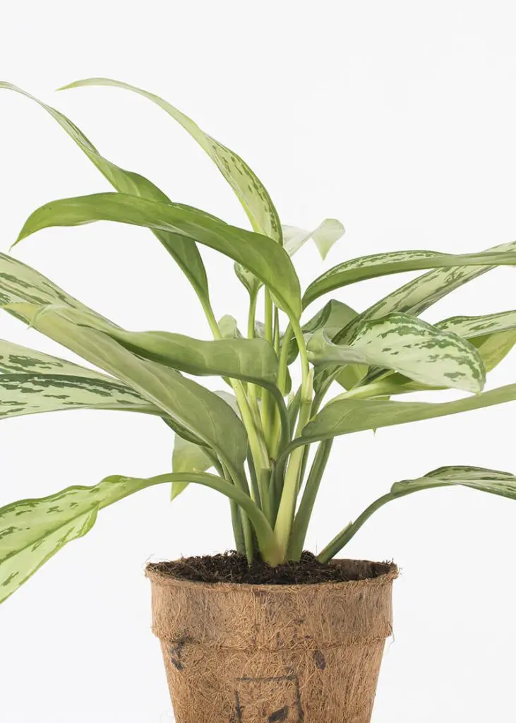 Agl SQ 12 Aglaonema Silver Queen Chinese Evergreen foli8