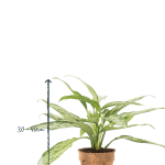 Agl SQ 12 Aglaonema Silver Queen Chinese Evergreen houseplant height