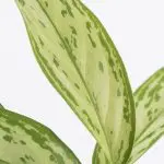 Agl SQ 12 Aglaonema Silver Queen Chinese Evergreen indoor plant