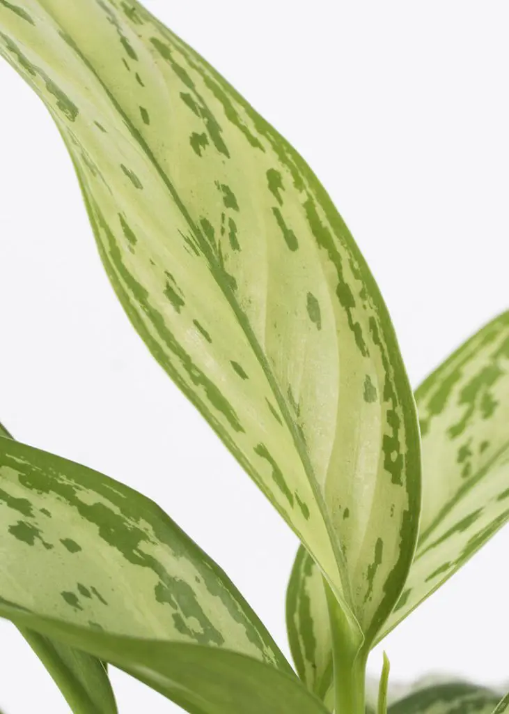 Agl SQ 12 Aglaonema Silver Queen Chinese Evergreen indoor plant