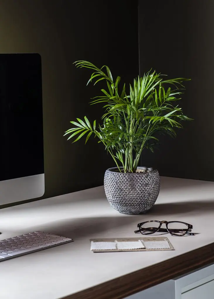 Cha ele 12 Parlour Palm Chamaedorea elegans houseplant foli8