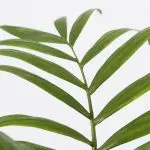 Cha ele 12 Parlour Palm Chamaedorea elegans houseplant healthy leaves 1