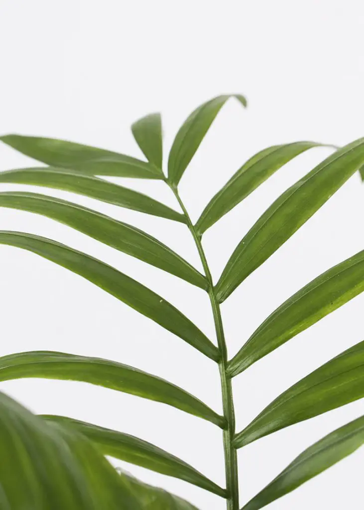Cha ele 12 Parlour Palm Chamaedorea elegans houseplant healthy leaves 1