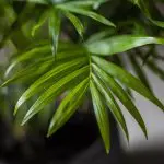 Cha ele 12 Parlour Palm Chamaedorea elegans indoor plant 1
