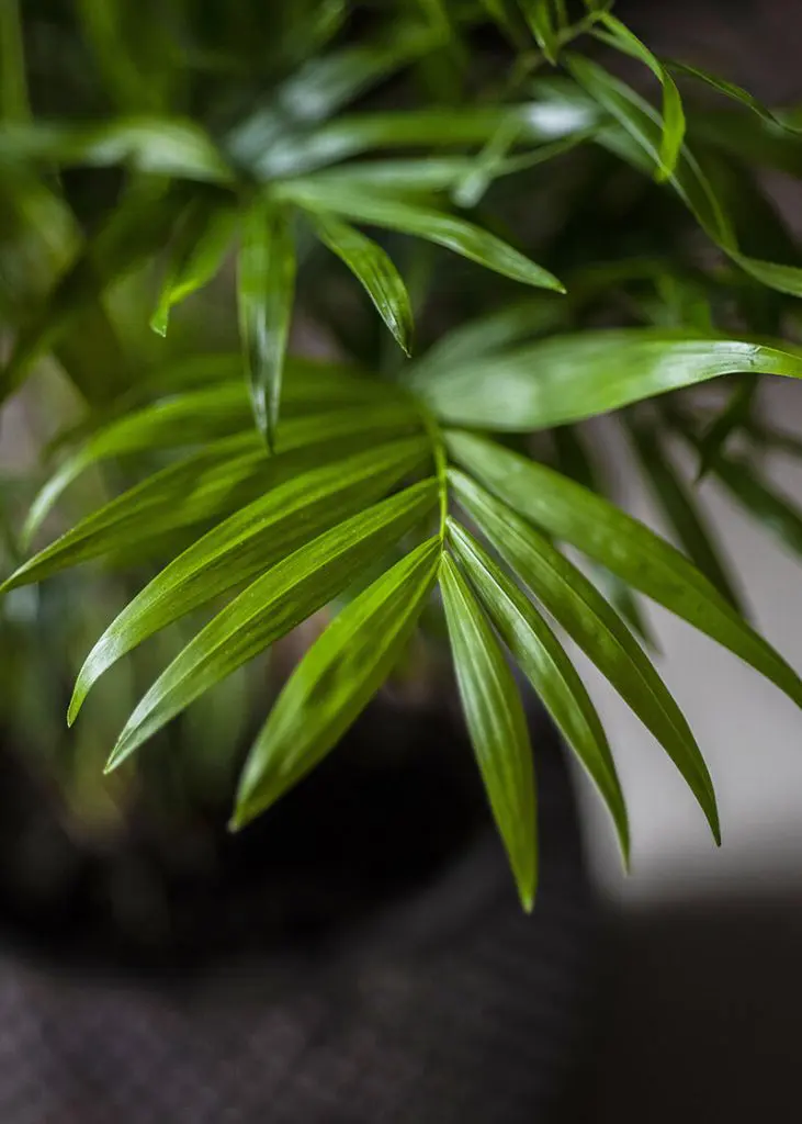 Cha ele 12 Parlour Palm Chamaedorea elegans indoor plant
