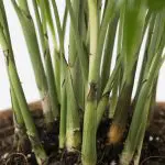 Cha ele 12 Parlour Palm Chamaedorea elegans plant for sale 1