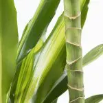 Dra CI 21 Dracaena fragrans Cintho dragon tree
