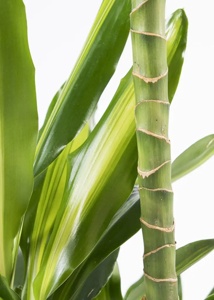 Dra CI 21 Dracaena fragrans Cintho dragon tree