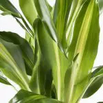Dra CI 21 Dracaena fragrans Cintho dragon tree closeup