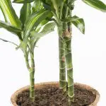 Dra CI 21 Dracaena fragrans Cintho dragon tree compostable coir pot