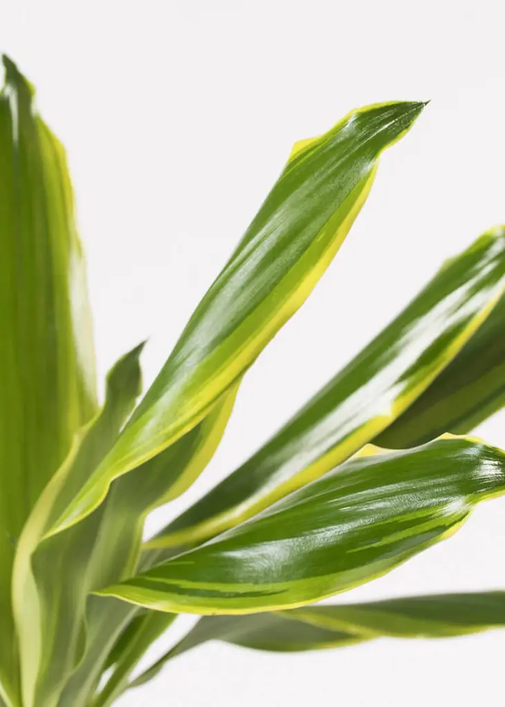 Dra GC 17 Dracaena fragrans Golden Coast dragon tree healthy leaves