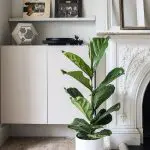 Fic lyr 21 Ficus lyrata fiddle leaf fig foli8