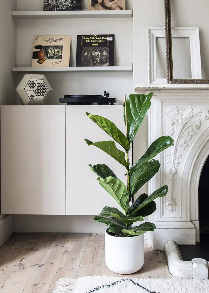 Fic lyr 21 Ficus lyrata fiddle leaf fig foli8