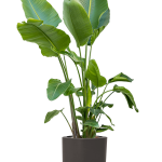 Ficus lyrata 0000 000000 007337 with pot 75 1