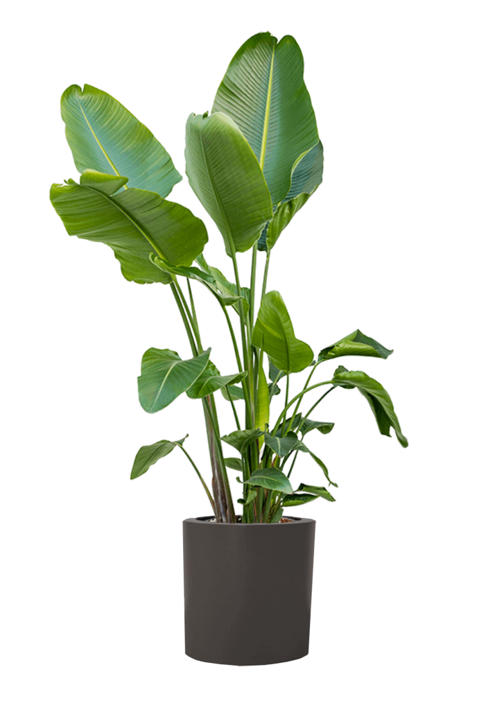 Ficus lyrata 0000 000000 007337 with pot 75