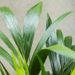 How for 21 Kentia Palm howea forsteriana thatch healthy leaves