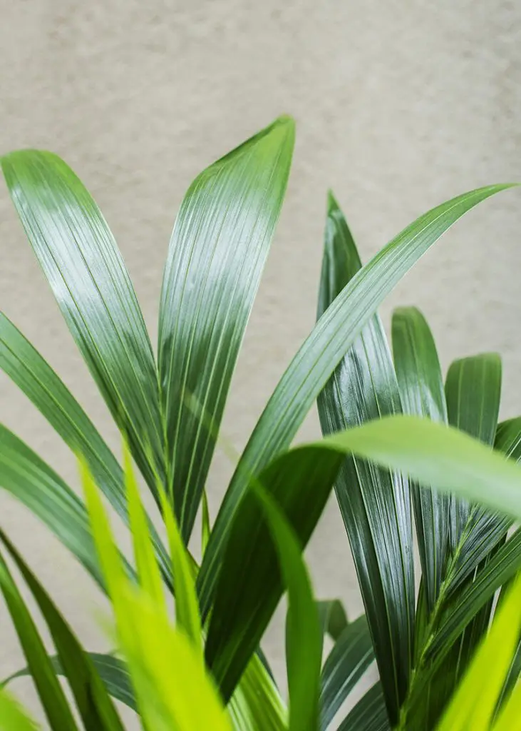 How for 21 Kentia Palm howea forsteriana thatch healthy leaves