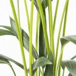 How for 21 Kentia Palm howea forsteriana thatch house plant