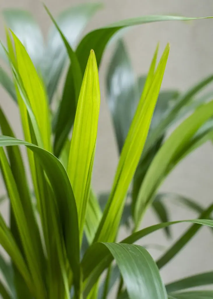 How for 21 Kentia Palm howea forsteriana thatch house plant foli8