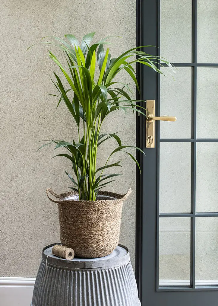 How for 21 Kentia Palm howea forsteriana thatch houseplant foli8
