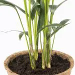 How for 21 Kentia Palm howea forsteriana thatch houseplant foli8 compostable coir pot