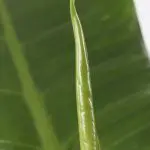 Phi IG 14 Philodendron Imperial Green house plant 1