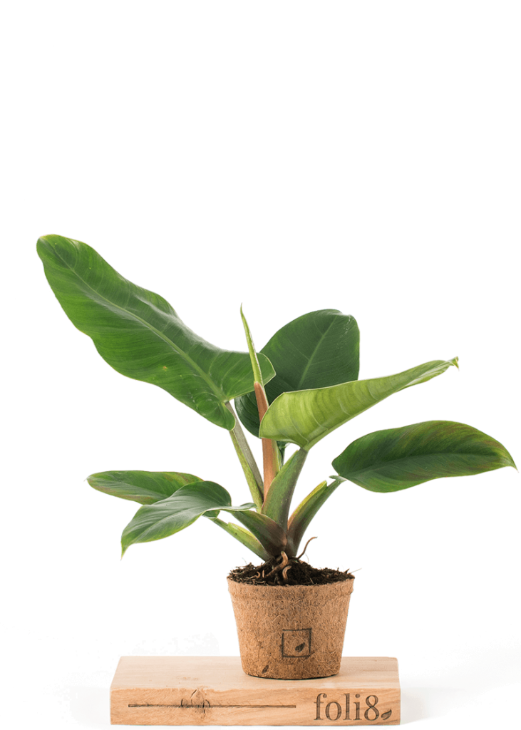 Phi IG 14 Philodendron Imperial Green houseplant