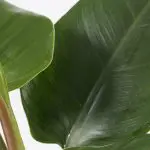 Phi IG 14 Philodendron Imperial Green houseplant healthy leaves 2