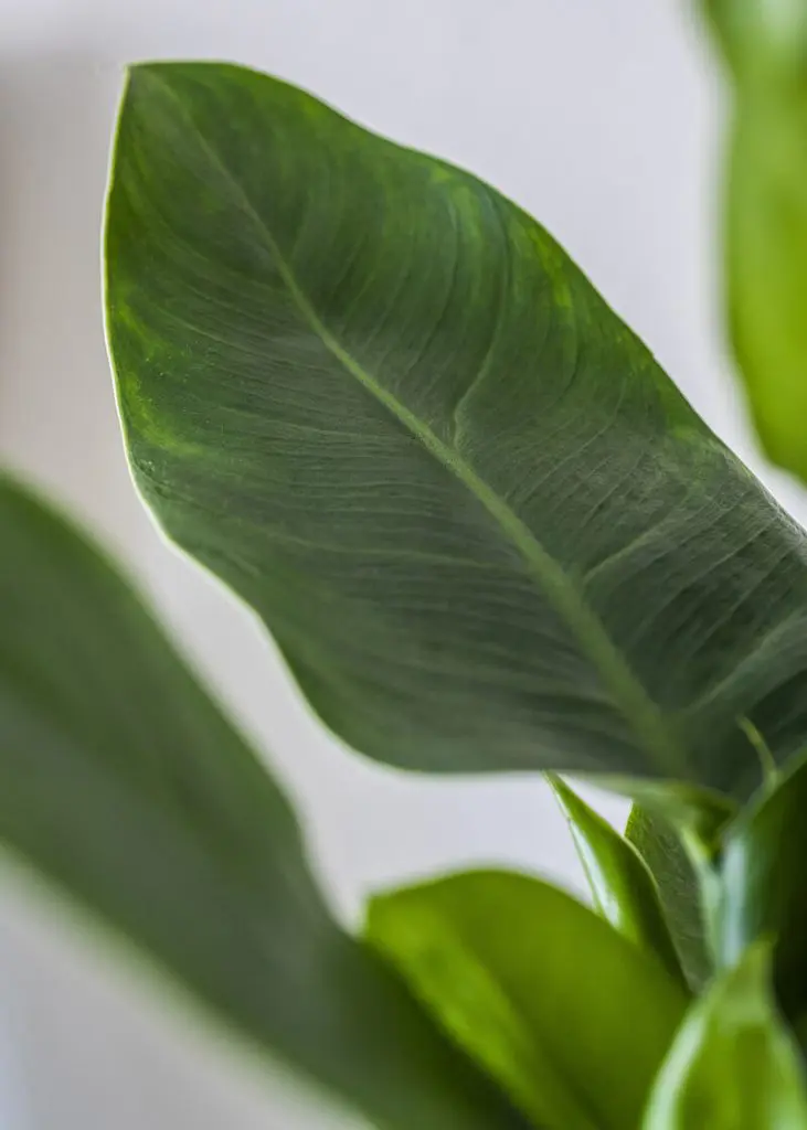 Phi IG 14 Philodendron Imperial Green plant closeup