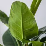 Phi IG 14 Philodendron Imperial Green plant for sale 1