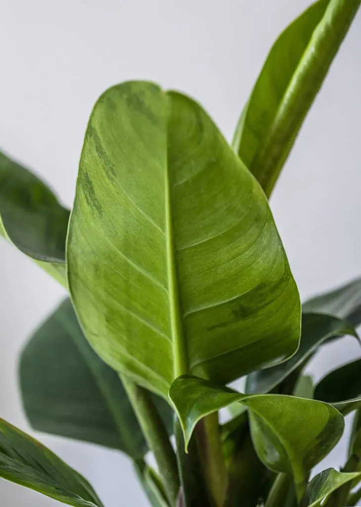Phi IG 14 Philodendron Imperial Green plant for sale