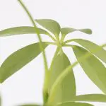 Sch arbLR 00 Umbrella Plant Lava Rock Schefflera arboricola healthy leaves