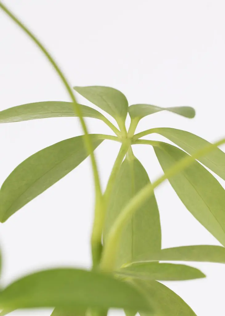 Sch arbLR 00 Umbrella Plant Lava Rock Schefflera arboricola healthy leaves