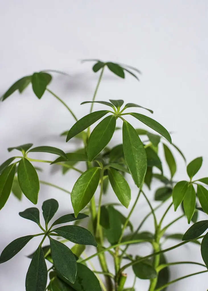 Sch arbLR 00 Umbrella Plant Lava Rock Schefflera arboricola houseplant