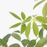 Sch arbLR 00 Umbrella Plant Lava Rock Schefflera arboricola indoor plants 1