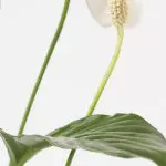 Spa wal 12 Spathiphyllum wallisii Peace Lily closeup