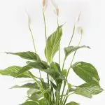 Spa wal 12 Spathiphyllum wallisii Peace Lily compostable coir pot