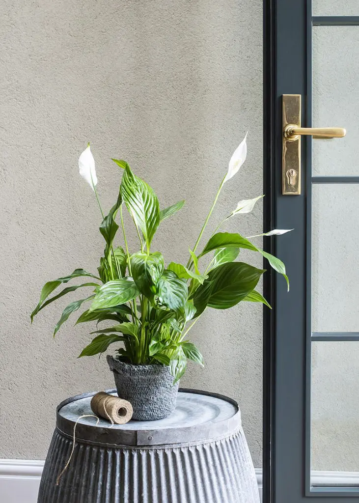 Spa wal 12 Spathiphyllum wallisii Peace Lily foli8