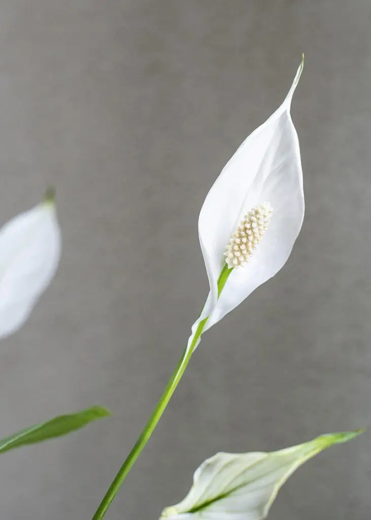 Spa wal 12 Spathiphyllum wallisii Peace Lily houseplant
