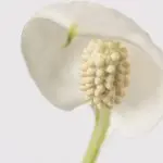 Spa wal 12 Spathiphyllum wallisii Peace Lily houseplant uk