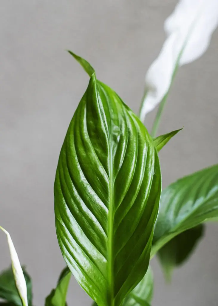 Spa wal 12 Spathiphyllum wallisii Peace Lily indoor plant