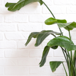 Strelitzia Nicolai 1 1