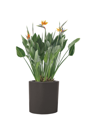 Strelitzia reginea with pot