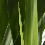 Yuc ele 17 Yucca elephantipes 2pp healthy leaves