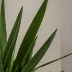 Yuc ele 17 Yucca elephantipes 2pp house plant