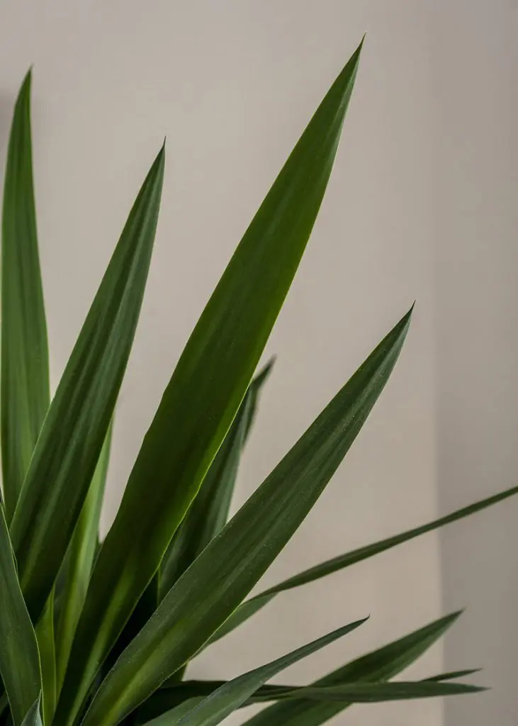 Yuc ele 17 Yucca elephantipes 2pp house plant