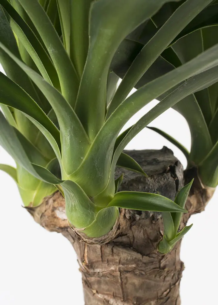 Yuc ele 17 Yucca elephantipes 2pp house plant closeup