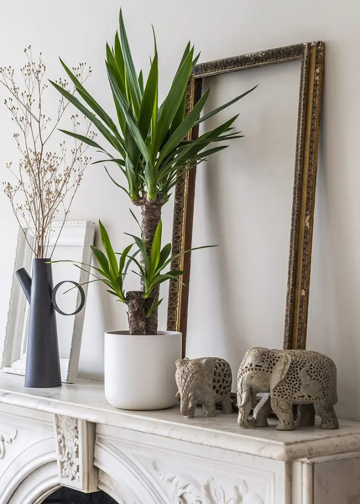 Yuc ele 17 Yucca elephantipes 2pp houseplant foli8