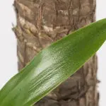 Yuc ele 17 Yucca elephantipes 2pp houseplant for sale